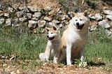 AKITA INU 395